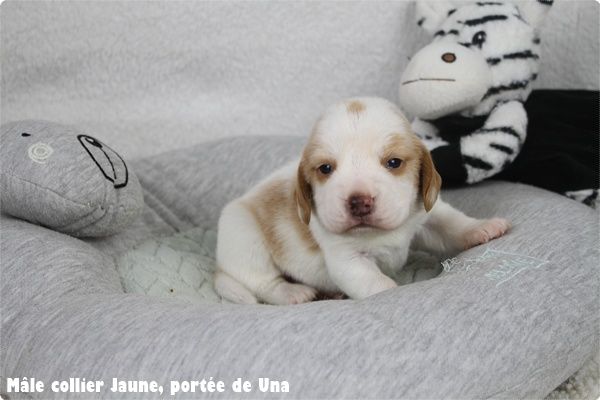 du clos du bonheur - Chiot disponible  - Beagle