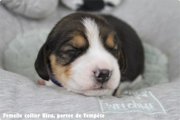 du clos du bonheur - Chiot disponible  - Beagle