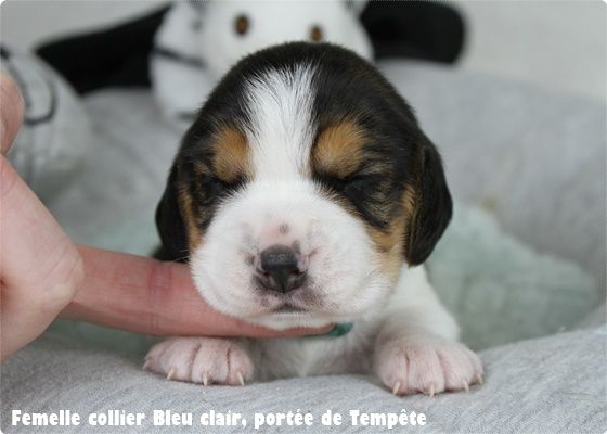 du clos du bonheur - Chiot disponible  - Beagle