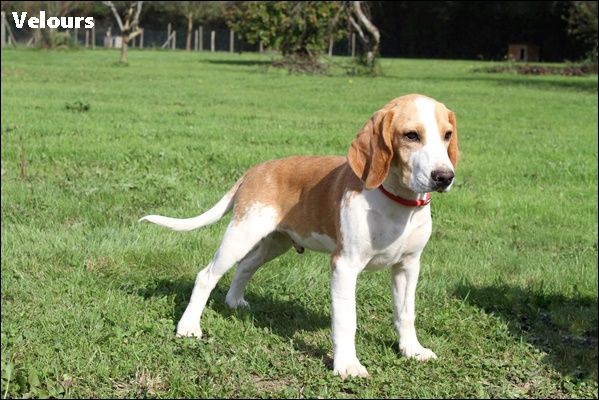 du clos du bonheur - Chiot disponible  - Beagle