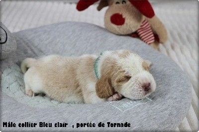 chiot Beagle du clos du bonheur