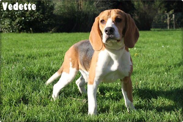 chiot Beagle du clos du bonheur