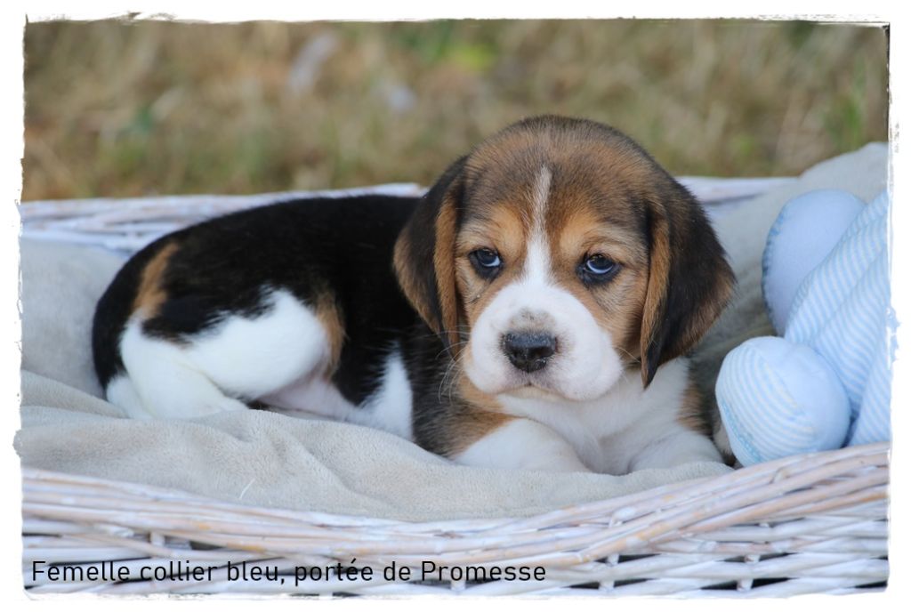 du clos du bonheur - Chiot disponible  - Beagle