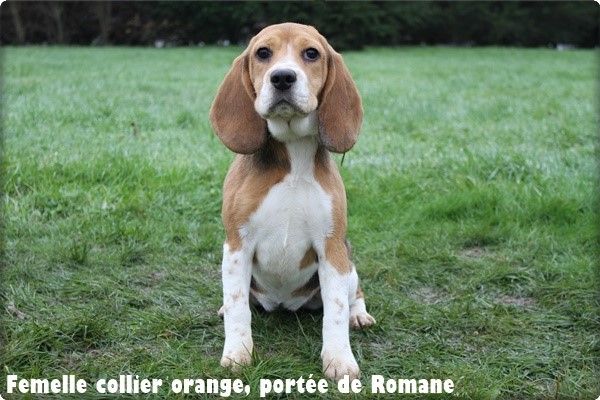 chiot Beagle du clos du bonheur