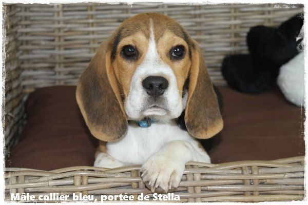 du clos du bonheur - Chiot disponible  - Beagle