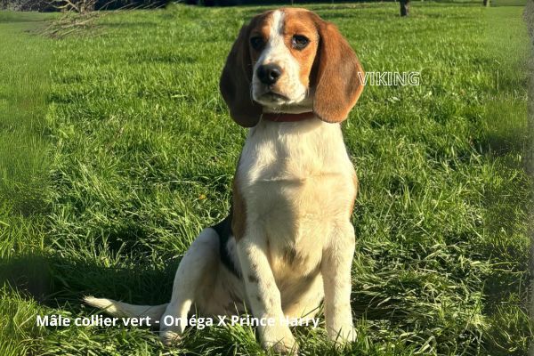 chiot Beagle du clos du bonheur