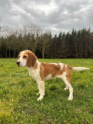 du clos du bonheur - Beagle - Portée née le 12/04/2024