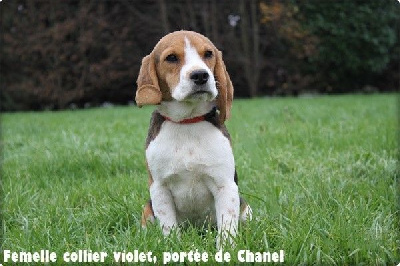 du clos du bonheur - Beagle - Portée née le 17/05/2024