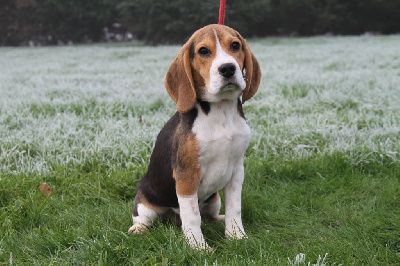 du clos du bonheur - Beagle - Portée née le 20/06/2024