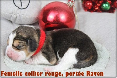 Femelle collier rouge