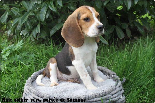 du clos du bonheur - Chiot disponible  - Beagle