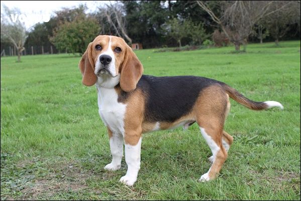 chiot Beagle du clos du bonheur