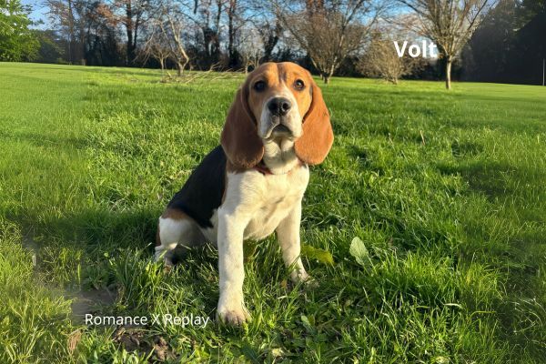 du clos du bonheur - Chiot disponible  - Beagle