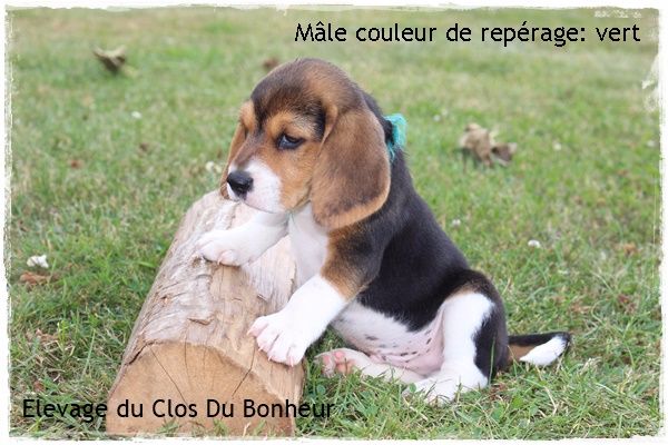 du clos du bonheur - Beagle - Portée née le 12/05/2017