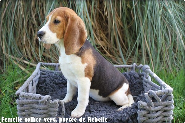 du clos du bonheur - Chiot disponible  - Beagle