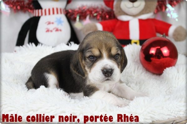 du clos du bonheur - Chiot disponible  - Beagle