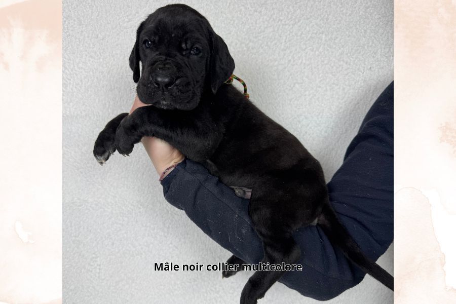 du clos du bonheur - Chiot disponible  - Dogue allemand