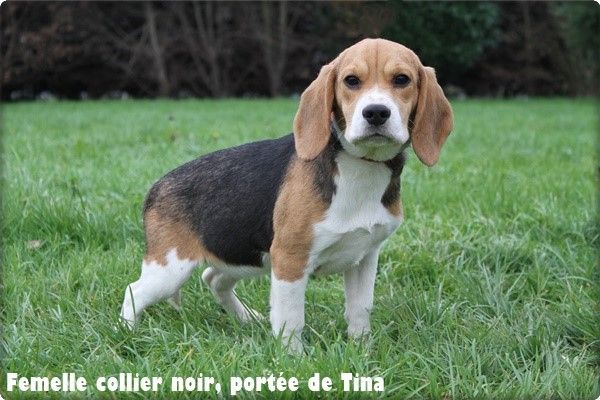 du clos du bonheur - Chiot disponible  - Beagle