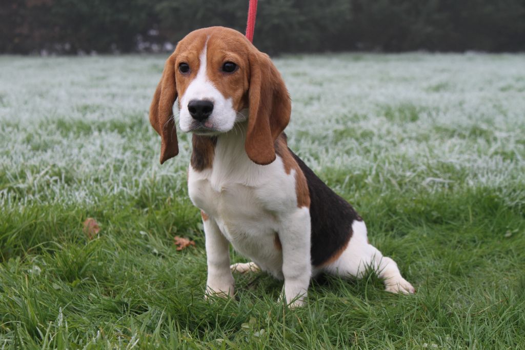 chiot Beagle du clos du bonheur