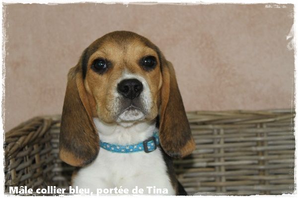 du clos du bonheur - Chiot disponible  - Beagle