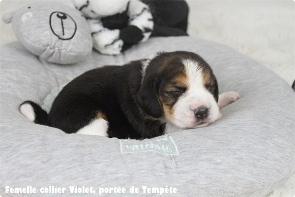 du clos du bonheur - Chiot disponible  - Beagle