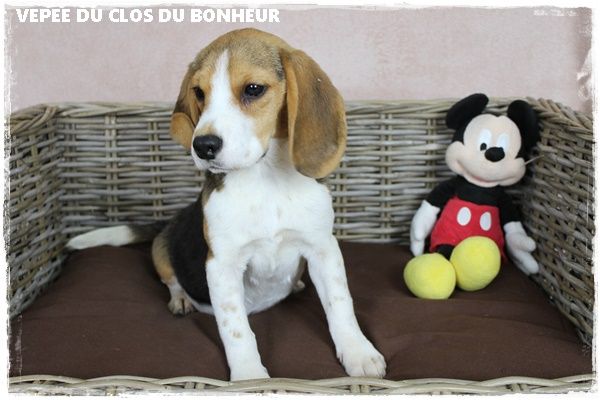 du clos du bonheur - Chiot disponible  - Beagle