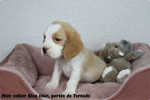 du clos du bonheur - Chiot disponible  - Beagle