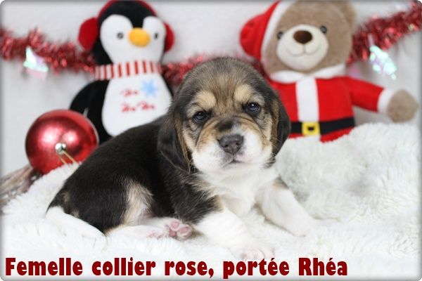 du clos du bonheur - Chiot disponible  - Beagle