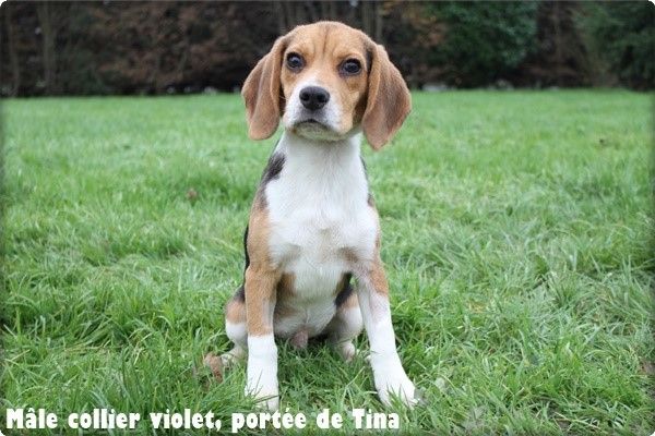 chiot Beagle du clos du bonheur