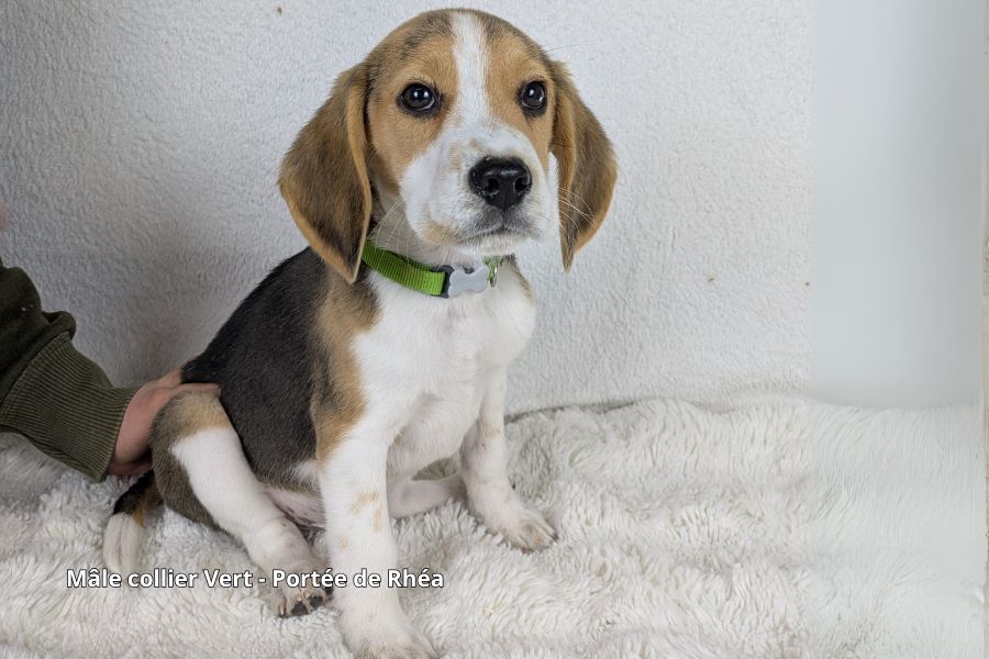 chiot Beagle du clos du bonheur