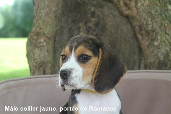 du clos du bonheur - Chiot disponible  - Beagle