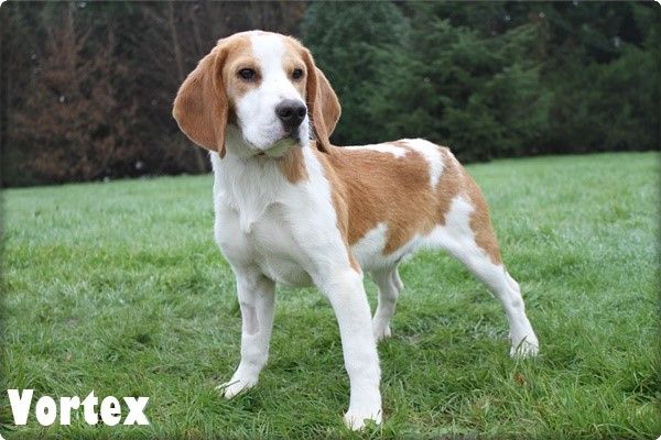 du clos du bonheur - Chiot disponible  - Beagle