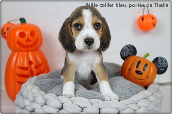 chiot Beagle du clos du bonheur