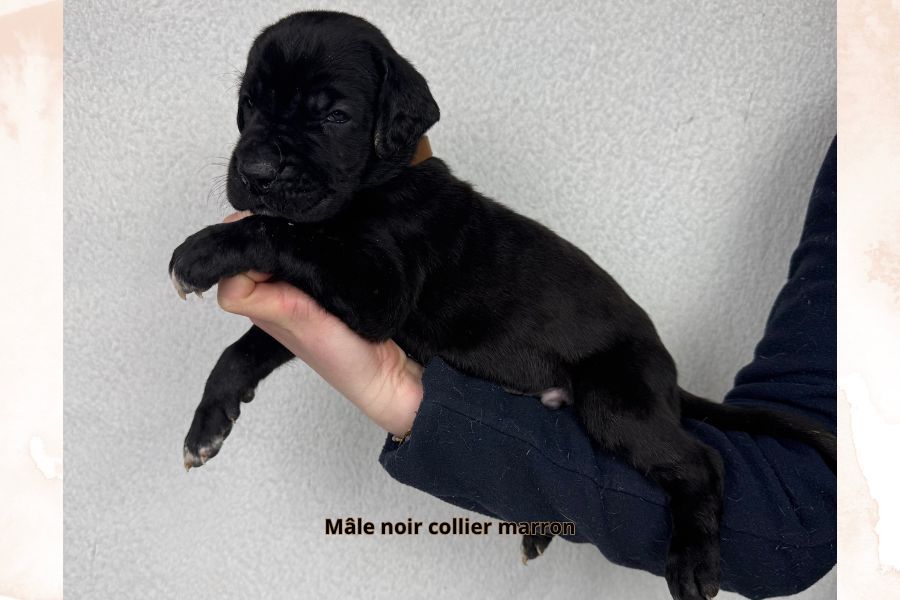 du clos du bonheur - Chiot disponible  - Dogue allemand