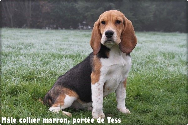 chiot Beagle du clos du bonheur