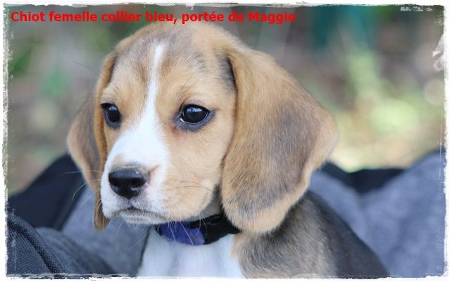 chiot Beagle du clos du bonheur