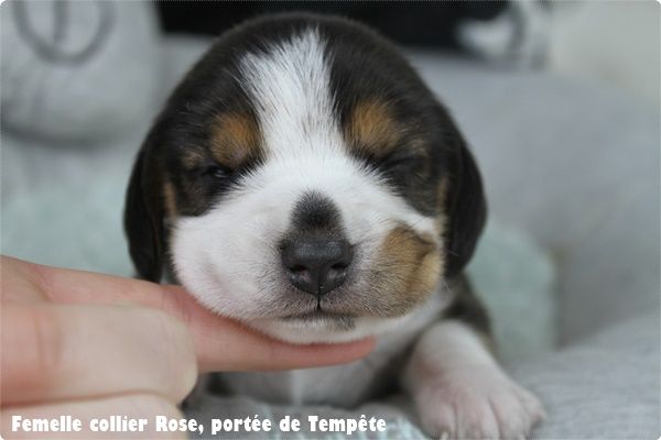 du clos du bonheur - Chiot disponible  - Beagle