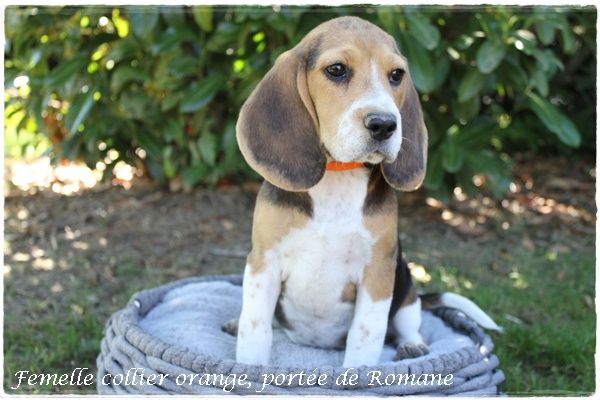 du clos du bonheur - Chiot disponible  - Beagle