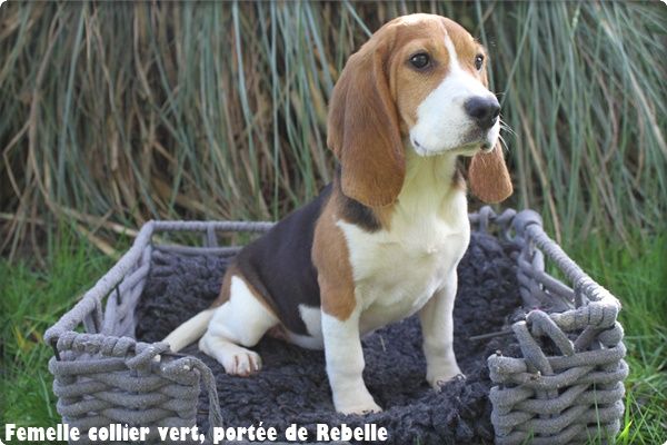 chiot Beagle du clos du bonheur