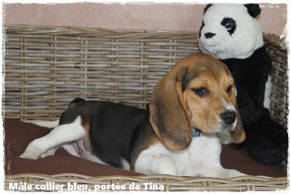 du clos du bonheur - Chiot disponible  - Beagle