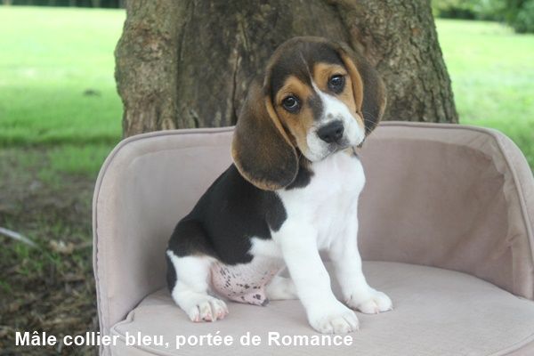 chiot Beagle du clos du bonheur