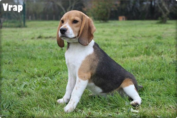 du clos du bonheur - Chiot disponible  - Beagle