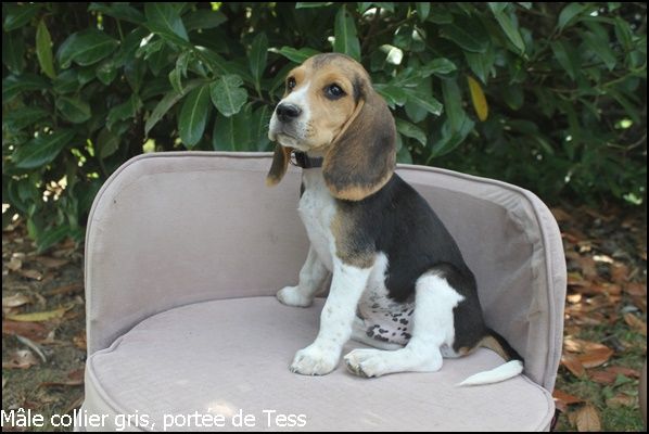 du clos du bonheur - Chiot disponible  - Beagle