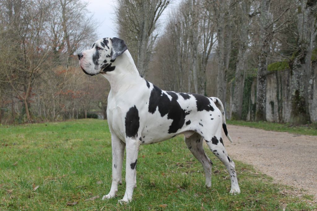 CH. Ramses  Des Terres Andalouses