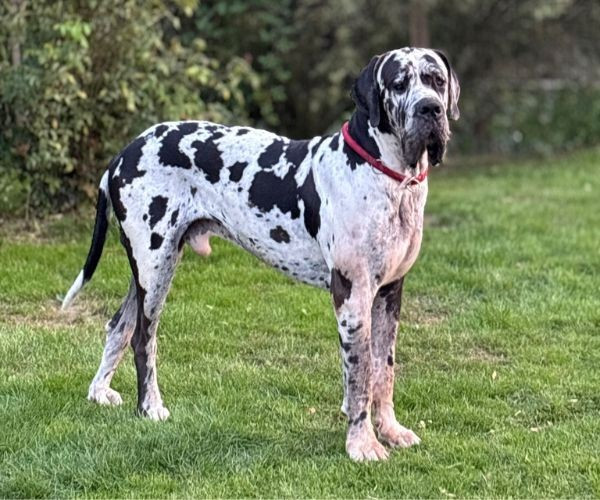 Léonidas de dogalmar