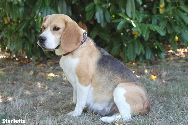 Starlette De la vallee des trappeurs