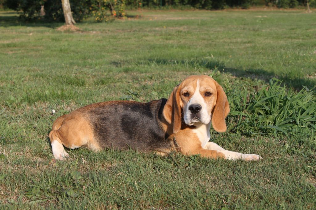 Samba De la vallee des trappeurs