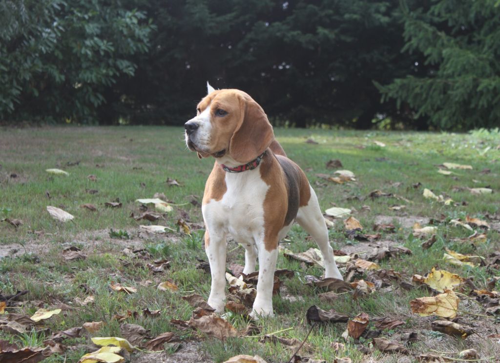 Holly du clos du bonheur