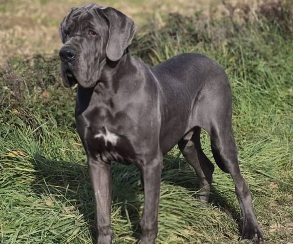 Attilla Des Iles Aux Falaises