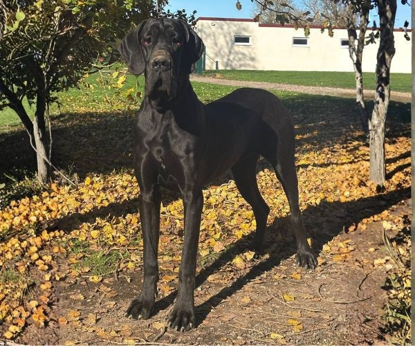 V'thalia du clos du bonheur